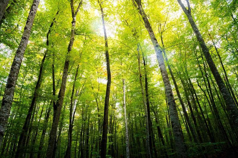 forest of beech with the sunlight at the treetops