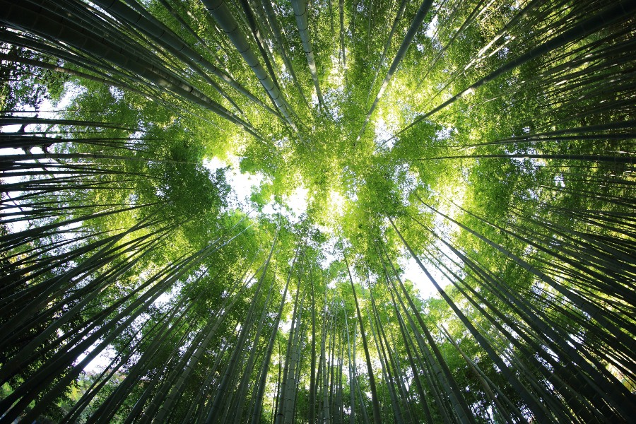 Upwards view of a green forest with trees